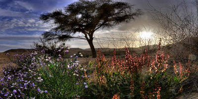 Spring in the Southern Negev desert- Eilat Mts.